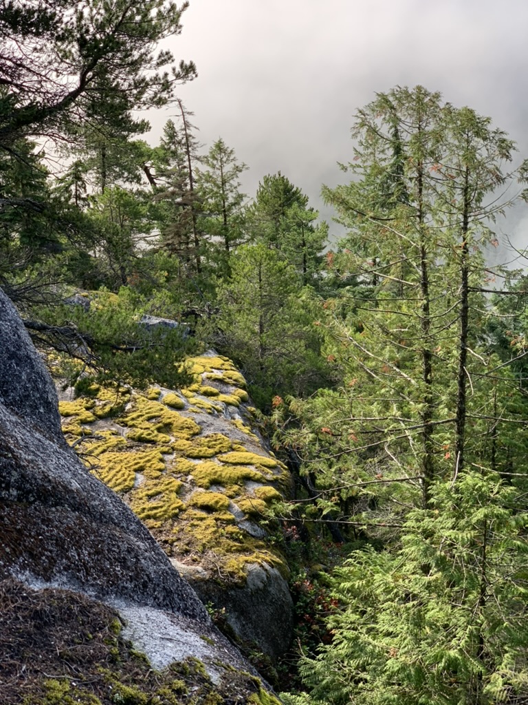 Moss and lichen on a granite outcrop, evergreens rising into low cloud.